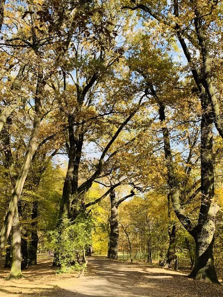 公园内美丽的山毛榉树冠路 — 图库照片