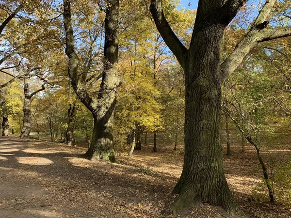 Beautiful beech canopy road in park — Stock Photo, Image