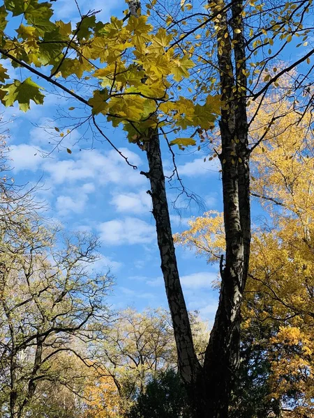 Schöner Buchenbaldachin im Park — Stockfoto