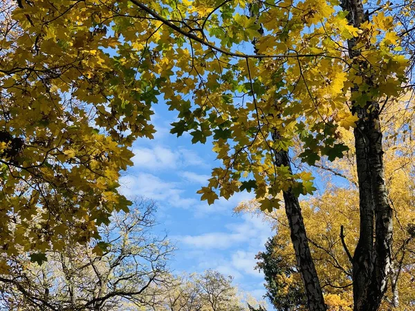 Schöner Buchenbaldachin im Park — Stockfoto