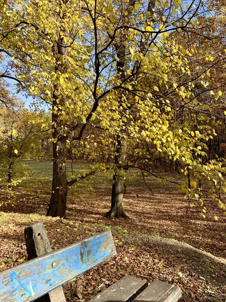 Parktaki güzel kayın örtüsü — Stok fotoğraf