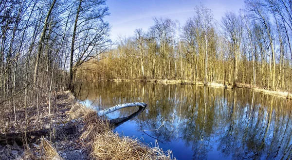 Mystic foggy swamp with dead tree — Stock Photo, Image