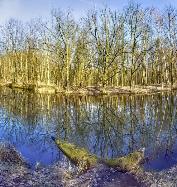 Marais brumeux mystique avec arbre mort — Photo