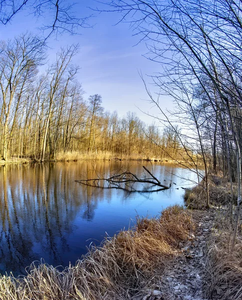 Mystic ködös mocsár halott fa — Stock Fotó