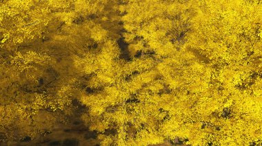 Colorado 'daki Aspen Vadisi, 3D sonbaharında