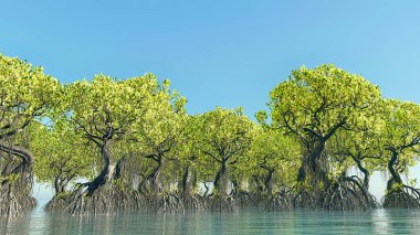 Red mangroves on Florida coast 3d rendering clipart