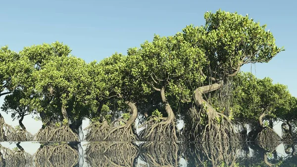 佛罗里达海岸红树3D渲染 — 图库照片