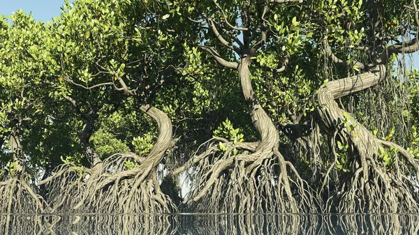 Manguezais vermelhos na costa da Flórida 3d renderização — Fotografia de Stock