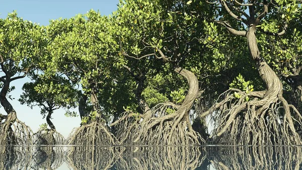 Κόκκινα μαγκρόβια στην ακτή της Φλόριντα 3d απόδοση — Φωτογραφία Αρχείου