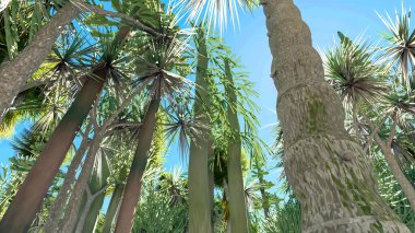 Mojave yukka bitkisi ABD 'nin Kaliforniya' daki Joshua Tree Ulusal Parkı 'nda.