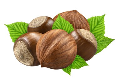 Beş fındık closeup kabuk ve kabuk gibi tasarım öğeleri paketi yaprak olmadan izole. Beyaz arka plan üzerinde taze organik fındık. 5 somun makro. Koleksiyonu