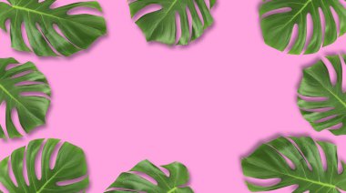 Yaratıcı düzen yaz tropikal yaprak düz kompozisyon yatıyordu. Yeşil tropic çerçeve pastel pembe arka plan kopya alanı ile bırakır. En az kavramı
