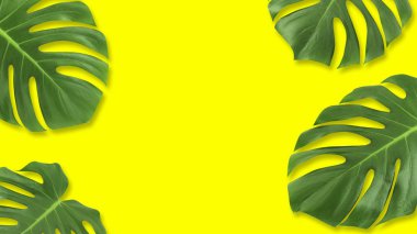 En az kompozisyon düz tropikal yaprak yeşil yatıyordu. Yaratıcı düzen tropic çerçeve üzerinde pastel sarı arka plan kopya alanı ile bırakır. Yaz konsepti