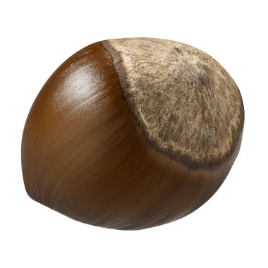 Fındık closeup paket tasarım öğeleri izole. Beyaz arka plan üzerinde taze organik fındık. Fındık kabuğu makro içinde. Koleksiyonu