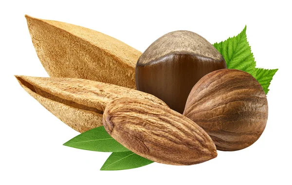 Beş fındık closeup kabuk ve kabuk gibi tasarım öğeleri paketi yaprak olmadan izole. Beyaz arka plan üzerinde taze organik fındık. 5 somun makro. Koleksiyonu