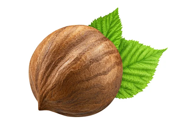 One hazelnut isolated closeup without shell with leaf as package design elements. Fresh organic filbert on white background. 1 Nut  macro. Collection — Stock Photo, Image