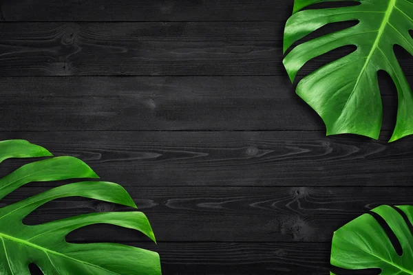 Minimal composition Flat lay green tropical leaf. Creative layout tropic leaves frame with copy space on dark black wood background.  Summer concept