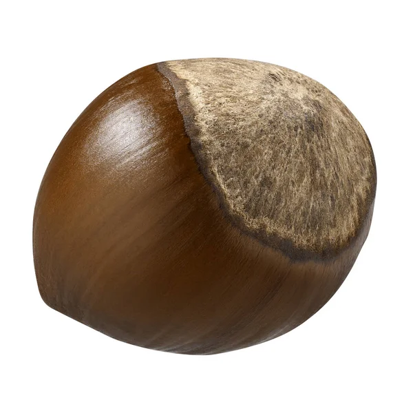 Fındık closeup paket tasarım öğeleri izole. Beyaz arka plan üzerinde taze organik fındık. Fındık kabuğu makro içinde. Koleksiyonu