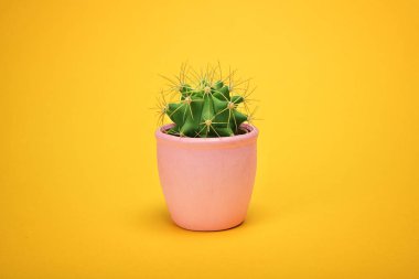 Önden görünüm kopya alanı sarı zemin üzerine yeşil kaktüs kavramı. Aloe ve diğer succulents renkli seramik tencerede