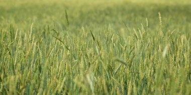 Closeup yeşil genç tarlalarda buğday panorama, kırsal kırsal