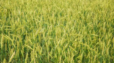 Closeup yeşil genç tarlalarda buğday panorama, kırsal kırsal