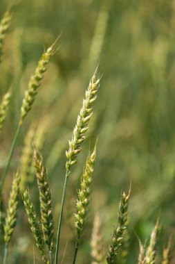 Makro yeşil genç tarlalarda buğday panorama, kırsal kırsal