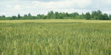 Yeşil genç tarlalarda buğday panorama mavi gökyüzü ve bulutlar, kırsal kırsal ile
