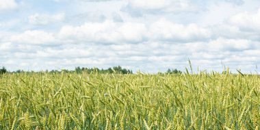 Yeşil genç tarlalarda buğday panorama mavi gökyüzü ve bulutlar, kırsal kırsal ile