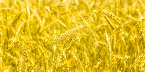 Closeup altın buğday, kırsal kırsal alanlar — Stok fotoğraf