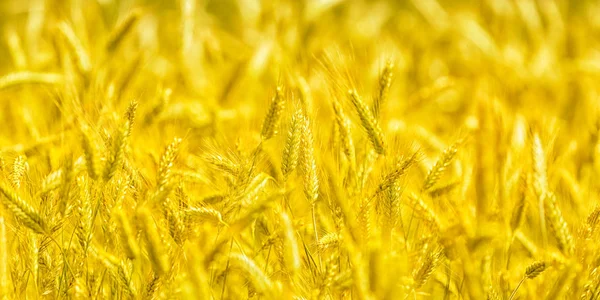 Closeup altın buğday, kırsal kırsal alanlar — Stok fotoğraf