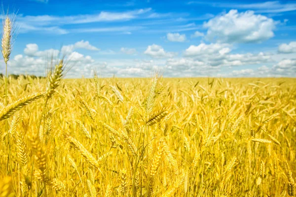 Closeup altın buğday panorama ile mavi gökyüzü ve bulutlar, kırsal kırsal alanlar — Stok fotoğraf
