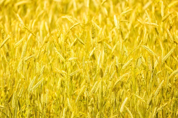 Altın alanlar buğday, kırsal kırsal — Stok fotoğraf