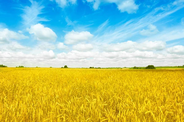 Goudvelden tarwe panorama met blauwe hemel en wolken, platteland — Stockfoto