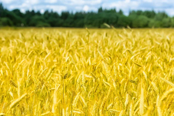 Makro altın buğday panorama ile mavi gökyüzü ve bulutlar, kırsal kırsal alanlar — Stok fotoğraf