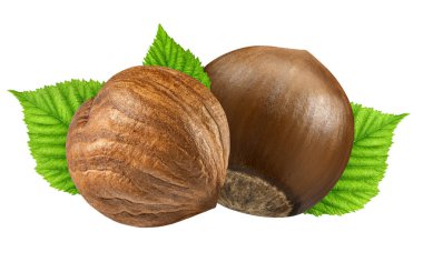 İki fındık closeup kabuk ve kabuk gibi tasarım öğeleri paketi yaprak olmadan izole. Beyaz arka plan üzerinde taze organik fındık. 2 fındık makro. Koleksiyonu