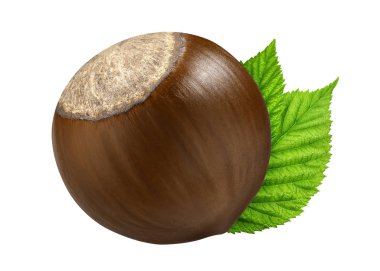 Bir fındık yaprak kabuğundaki closeup paket tasarım öğeleri izole. Beyaz background.1 somun makro üzerinde taze organik fındık. Koleksiyonu