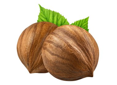 İki fındık yaprak kabuk olmadan closeup paket tasarım öğeleri izole. Beyaz arka plan üzerinde taze organik fındık. 2 fındık makro. Koleksiyonu