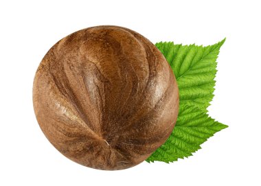 Bir fındık yaprak kabuk olmadan closeup paket tasarım öğeleri izole. Beyaz arka plan üzerinde taze organik fındık. 1 somun makro. Koleksiyonu