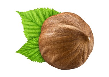 Bir fındık yaprak kabuk olmadan closeup paket tasarım öğeleri izole. Beyaz arka plan üzerinde taze organik fındık. 1 somun makro. Koleksiyonu