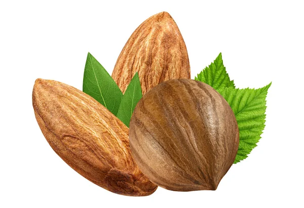 Hazelnut and almond isolated closeup   with leaf as package design elements. Fresh organic filbert on white background. Macro Three Nuts Collection. Full depth of field ( DOF ). — Stock Photo, Image