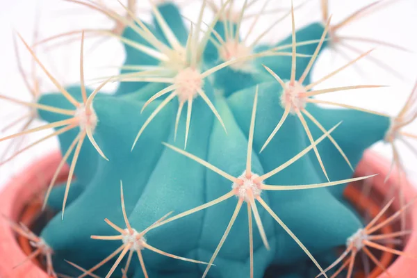 Kaktus makro detail Art Fashion Design. Kaktusy minimální koncept. Modré neonové náladu na bílém pozadí. Moderní světlé barvy. — Stock fotografie