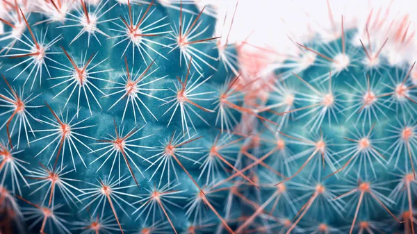 Kaktus detail closeup Art Fashion Design. Kaktusy minimální koncept. Modré neonové náladu na bílém pozadí. Moderní světlé barvy. — Stock fotografie