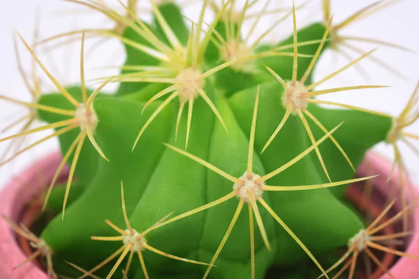 Kaktus makro detail. Kaktusy closeup minimální koncept. Zelené neon náladu na bílém pozadí — Stock fotografie