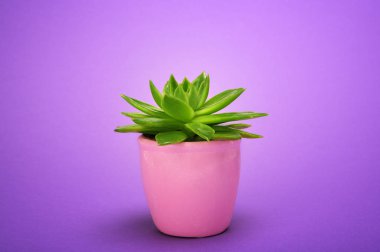 Kaktüs sulu ön görünümünde mor seramik tencere moda tasarımı. Kaktüsler en az yaz natürmort kavramı. Ultra Violet zemin üzerine yeşil neon ruh hali. Son moda parlak renk. 