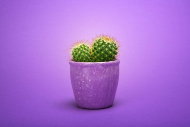 Kaktüs açık mor seramik tencere moda tasarım görünümünde. Kaktüsler en az yaz natürmort kavramı. Ultra Violet zemin üzerine yeşil neon ruh hali. Son moda parlak renk. 