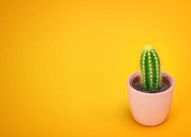 Kaktüs closeup önden görünüm seramik tencerede moda tasarımı. Kaktüsler en az yaz natürmort kavramı. Pastel turuncu arka plan yeşil ruh. Son moda parlak renk. 
