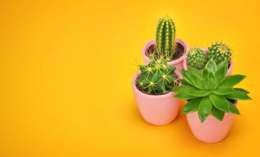 Moda tasarım kaktüs sulu önden görünüm kopya alanı ile seramik tencerede. Kaktüsler en az yaz natürmort kavramı. Pastel turuncu arka plan yeşil ruh. Son moda parlak renk. 