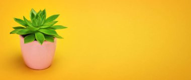 Moda tasarım kaktüs sulu önden görünüm kopya alanı ile seramik tencerede. Kaktüsler en az yaz natürmort kavramı. Pastel turuncu arka plan yeşil ruh. Son moda parlak renk. 