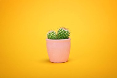 Kaktüs seramik tencereye moda tasarım ayarlayın. Kaktüsler en az yaz natürmort kavramı. Pastel turuncu arka plan yeşil ruh. Son moda parlak renk. 