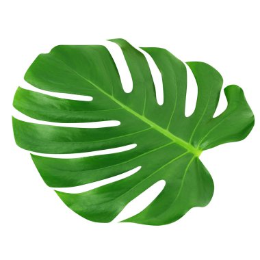 Monstera büyük yaprak izole. Yeşil orman yaprak benzersiz tropikal tasarım desen beyaz arka plan, kırpma yolu ile.